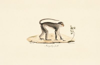 Patas Monkey (nőstény) alkotó: Jacques Christophe Werner