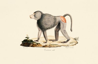  alkotó: Jacques Christophe Werner