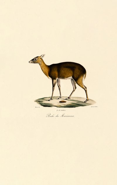 Fülöp-szigeteki pettyes szarvas (Visayan Spotted Deer) alkotó: Jacques Christophe Werner
