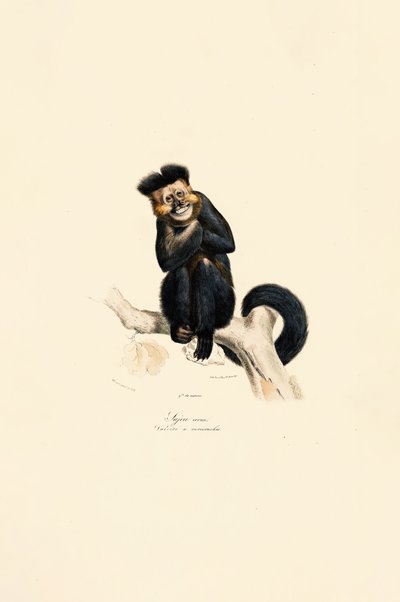  alkotó: Jacques Christophe Werner