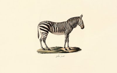 Plains Zebra, nőstény alkotó: Jacques Christophe Werner