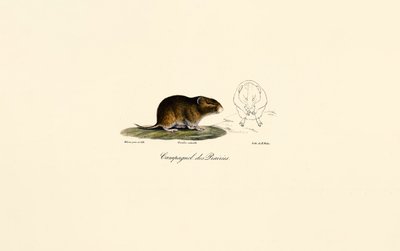  alkotó: Jacques Christophe Werner