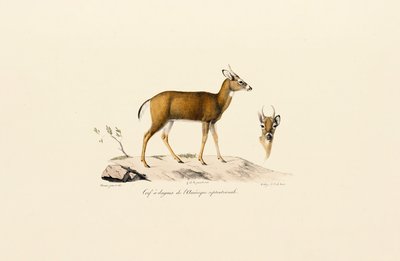  alkotó: Jacques Christophe Werner