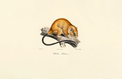 Vöröshasú mókus (Pithécidie Mélanure) alkotó: Jacques Christophe Werner