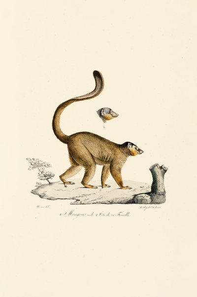 Vörös fodros maki hím és nőstény feje alkotó: Jacques Christophe Werner