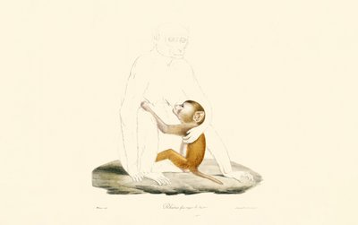 Rhesus makákó csecsemő alkotó: Jacques Christophe Werner