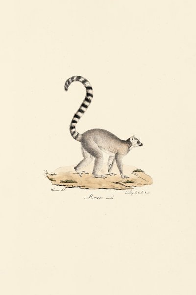  alkotó: Jacques Christophe Werner