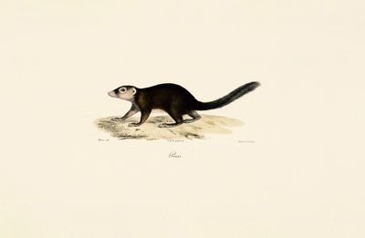  alkotó: Jacques Christophe Werner