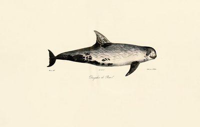 Risso delfin alkotó: Jacques Christophe Werner