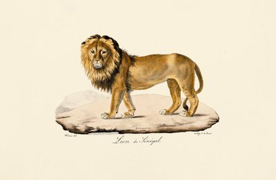 Szenegáli oroszlán alkotó: Jacques Christophe Werner