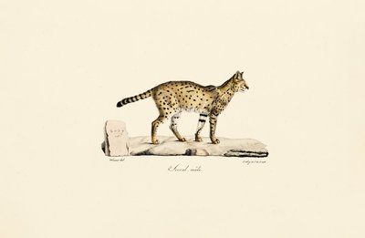 Serval, hím alkotó: Jacques Christophe Werner