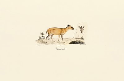 Dél-amerikai szarvasfajok alkotó: Jacques Christophe Werner