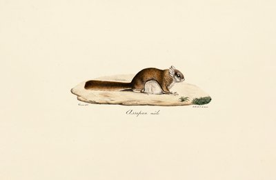 Déli repülő mókus (hím) alkotó: Jacques Christophe Werner