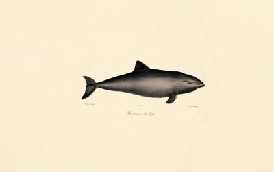 Déli bálna delfin alkotó: Jacques Christophe Werner