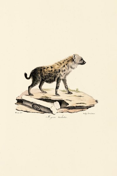 Foltos hiéna alkotó: Jacques Christophe Werner
