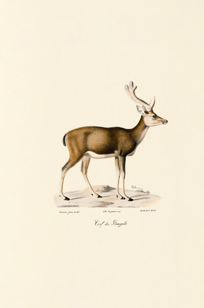 Mocsári szarvas alkotó: Jacques Christophe Werner