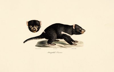  alkotó: Jacques Christophe Werner