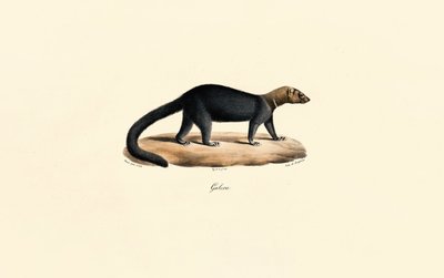 Tayra alkotó: Jacques Christophe Werner