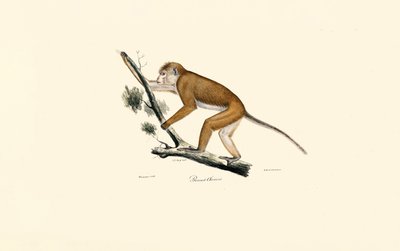  alkotó: Jacques Christophe Werner