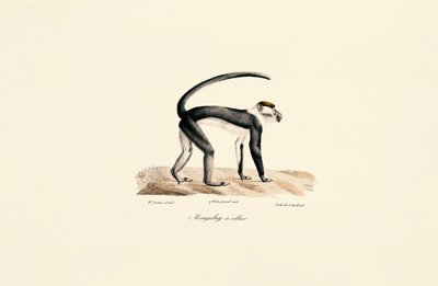 Fehérgalléros mangabey (Cercocebus torquatus) alkotó: Jacques Christophe Werner