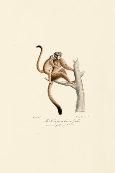 Fehér koronás mangabey fiatalokkal alkotó: Jacques Christophe Werner