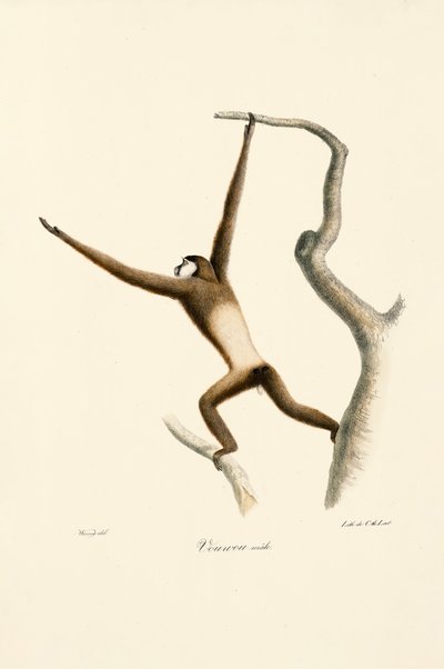 Fehérkezű gibbon (Hylobates lar) alkotó: Jacques Christophe Werner