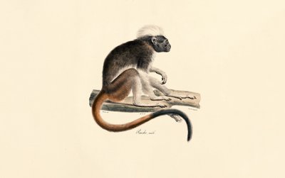  alkotó: Jacques Christophe Werner