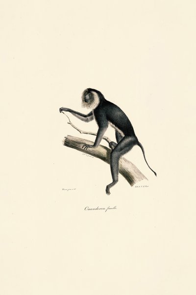  alkotó: Jacques Christophe Werner