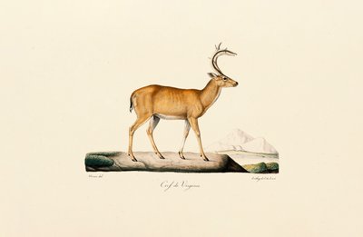 Fehérfarkú szarvas alkotó: Jacques Christophe Werner