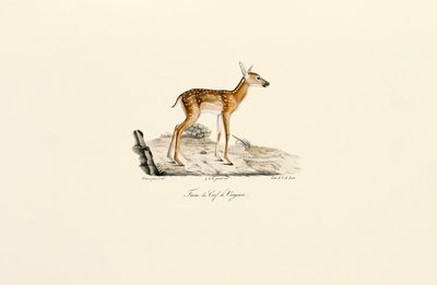 Fehérfarkú szarvas - őz alkotó: Jacques Christophe Werner