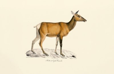 Fehérfarkú szarvas - nőstény alkotó: Jacques Christophe Werner