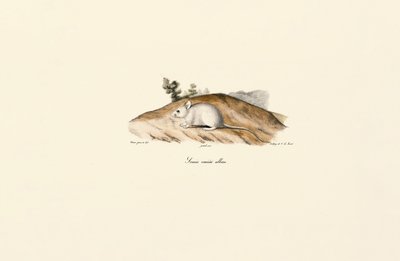 Fehér jerboa (Albine egér) alkotó: Jacques Christophe Werner