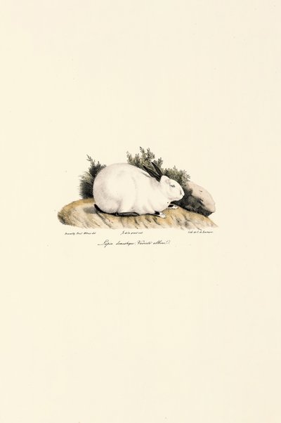  alkotó: Jacques Christophe Werner
