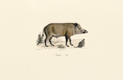 Vaddisznó alkotó: Jacques Christophe Werner