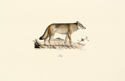Farkas (Canis lupus) alkotó: Jacques Christophe Werner