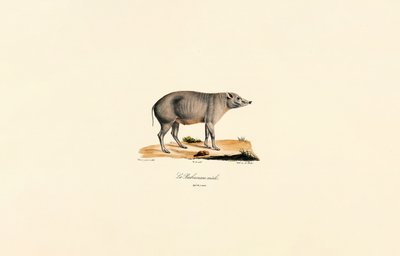 Fiatal hím Babirusa alkotó: Jacques Christophe Werner