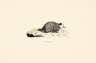 Fiatal oposszum alkotó: Jacques Christophe Werner