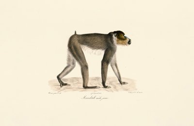Fiatal hím mandrill alkotó: Jacques Christophe Werner
