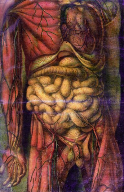 Beleket ábrázoló férfi törzse, „Anatomie Generale des Visceres en Situation”, 1752 (mezzotint) alkotó: Jacques Fabien Gautier d