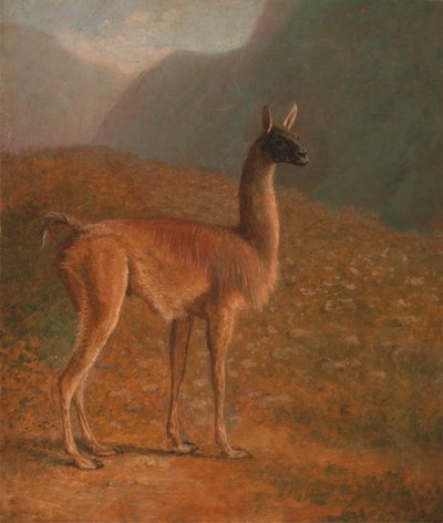 guanakó alkotó: Jacques-Laurent Agasse