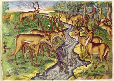 Szarvasvadászat a „Brevis Narratio...”-ból, Theodore de Bry (1528-98) metszete, 1563 alkotó: Jacques Le Moyne