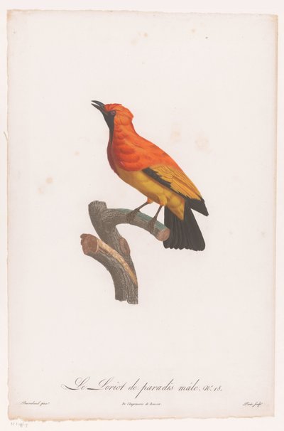 Fekete arcú bowerbird egy ágon Le Loriot de paradis 18-as férfi (cím a tárgyon) alkotó: Jacques Louis Perée