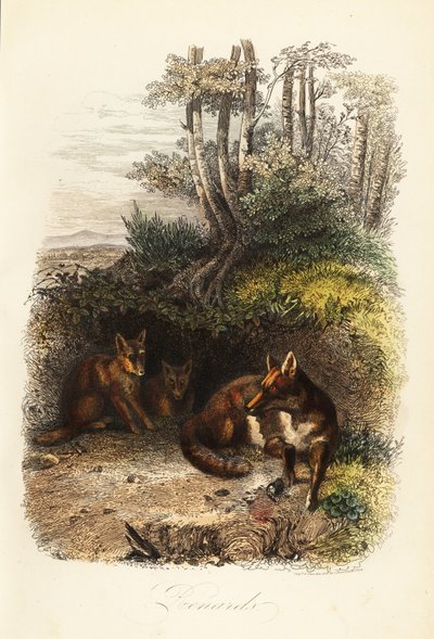 Vörös rókák családja, Vulpes vulpes, barlangon kívül alkotó: Jacques Raymond (after) Brascassat