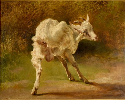 Fehér kecske vakarja a fejét alkotó: Jacques Raymond Brascassat