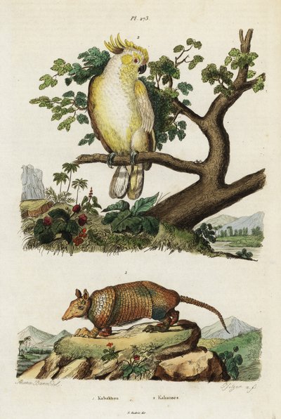 Sárga tarajos kakadu és tatu. alkotó: Jacques Reyne Isidore Acarie-Baron