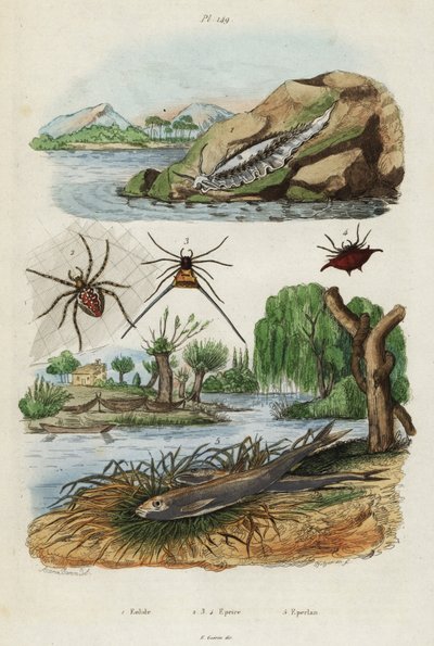Tengeri csiga, kerti pók és európai szaga., 1834-1839 (metszet) alkotó: Jacques Reyne Isidore Acarie-Baron