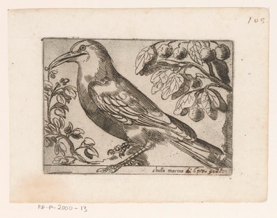 Vogel Chuta marina (cím a tárgyon) Vogels (sorozat címe) alkotó: Jacques de Fornazeris (possibly)
