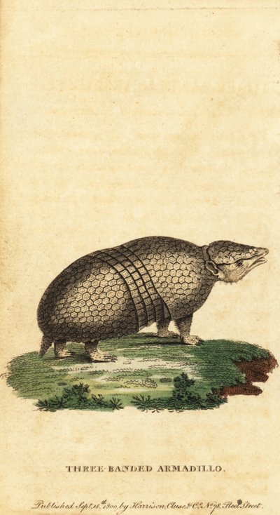 Brazil háromsávos tatu, Tolypeutes tricinctus, 1800 (metszet) alkotó: Jacques de Seve