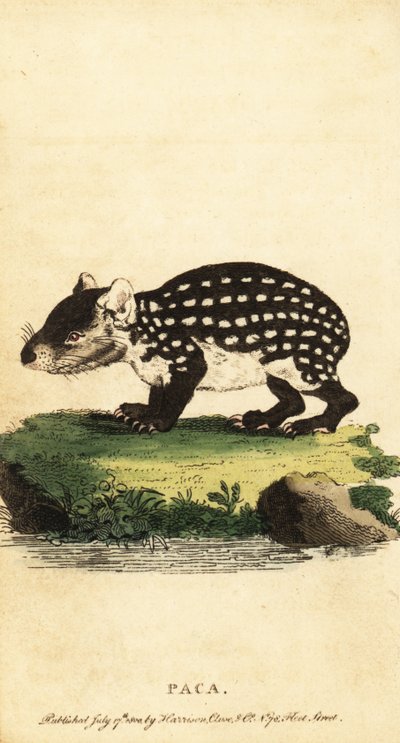 Alföldi paca vagy foltos paca, Cuniculus paca.,1800 (metszet) alkotó: Jacques de Seve