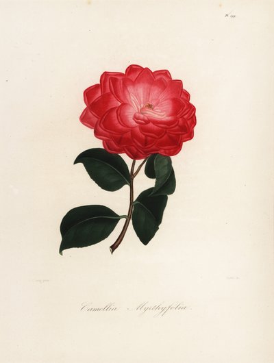 Camellia japonica fajta, Camellia myrthyfolia alkotó: Jakob (after) Jung